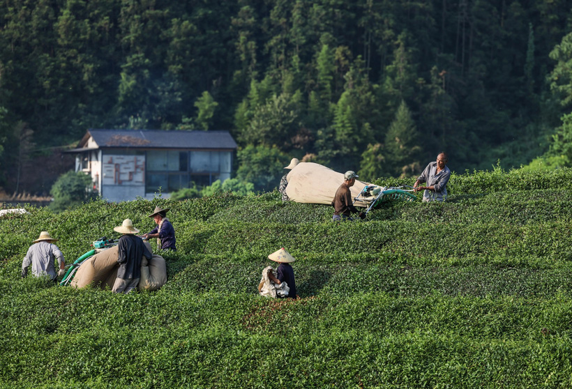 种植致富20个好项目有哪些？投资回报如何